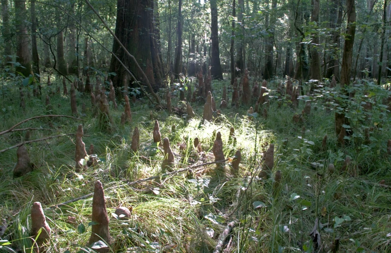 an overgrown forest with lots of trees and lots of grass