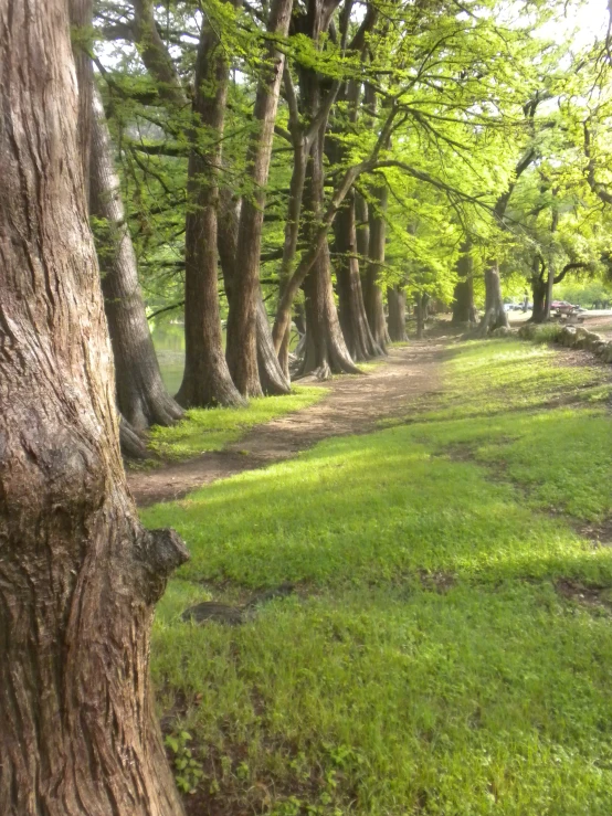 there is an open lawn with trees in the middle