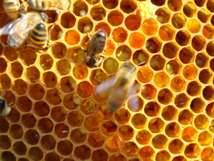 some bees are standing next to each other