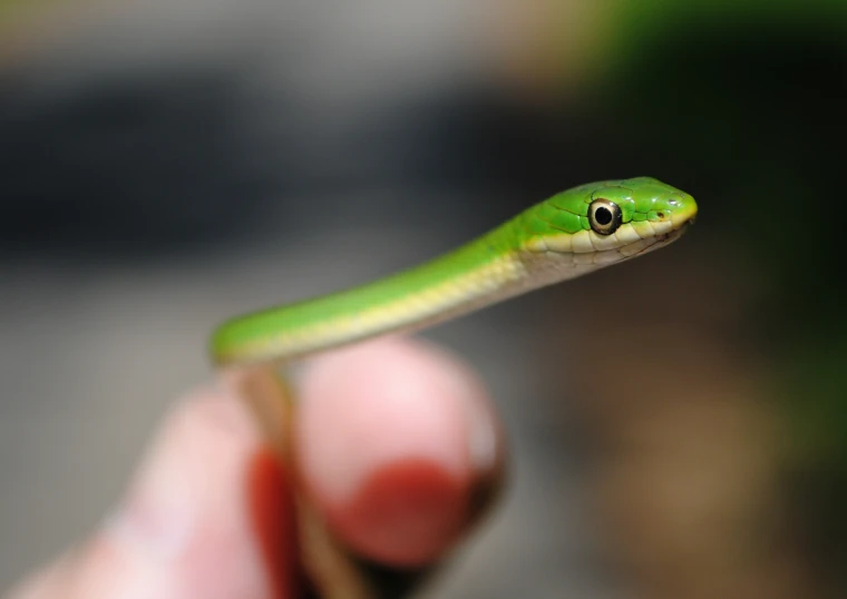 a green lizard is in the hand and is looking at the camera