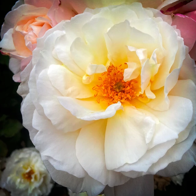 a close up of some very pretty flowers