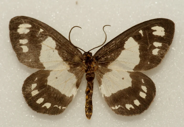 a brown and white erfly sitting on top of a piece of white paper
