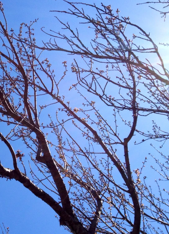 the bird is sitting on top of a tree