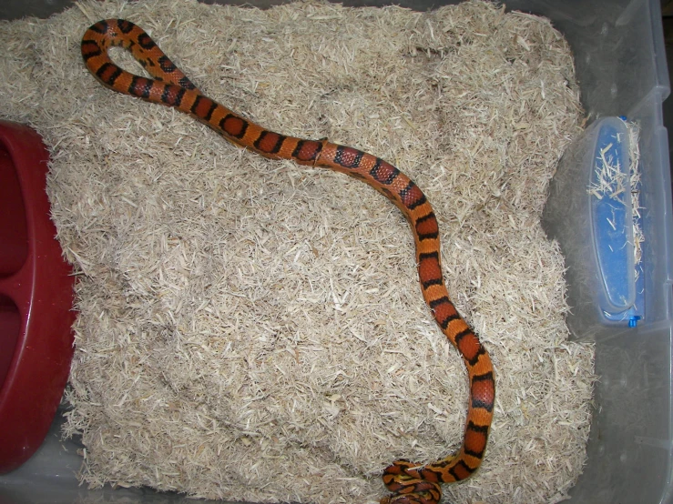 a snake sitting on a pile of grass with a toy