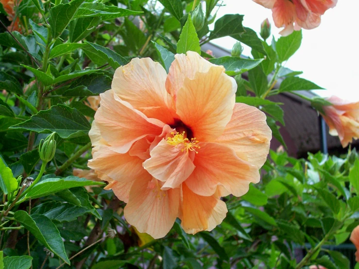 pink and orange flowers with green leaves surrounding