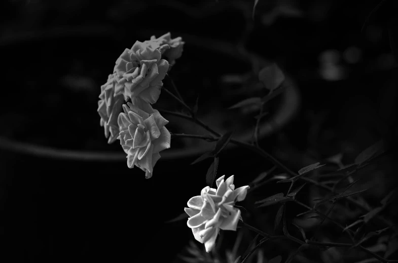 flowers in black and white, displayed on the black background