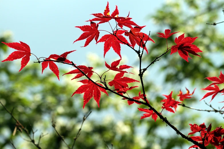 bright red leaves of some type of plant on the tree