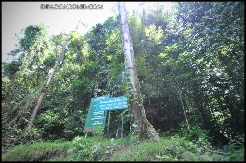 a large forest with lots of trees on it