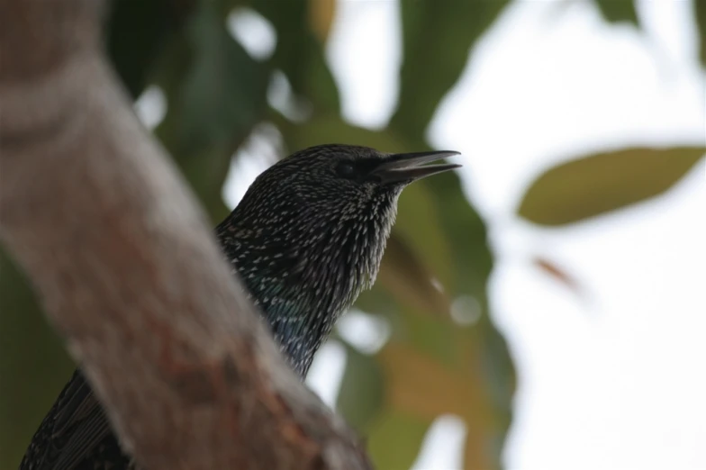 a small bird perched on a tree limb
