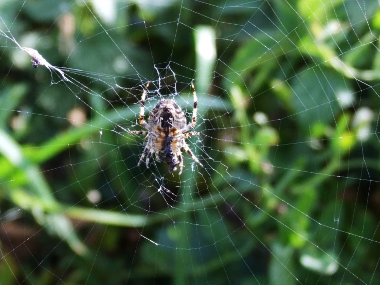 a spider sitting in a web attached to some plants