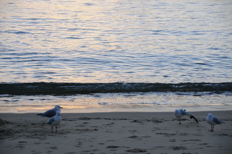 there are three birds standing on the beach near the water