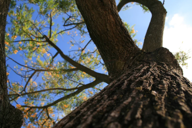 view up into the leaves and canopy of a large tree