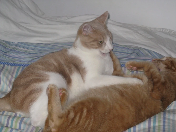 a couple of cats lying on top of a bed