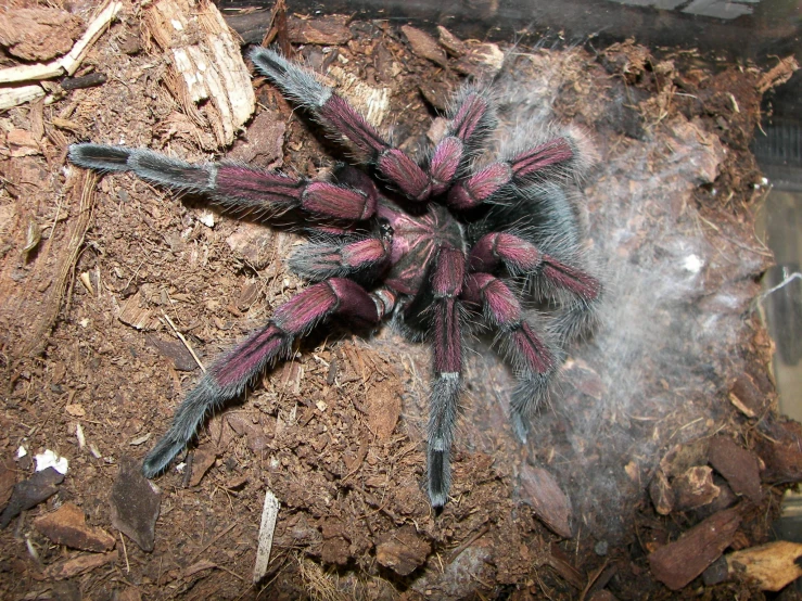 a close up of a small black and red spider