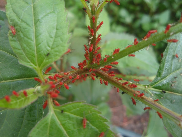 close up of the stem of a large green plant