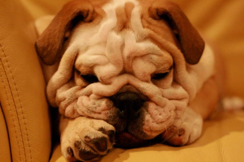 an adorable little dog sleeping on top of a couch