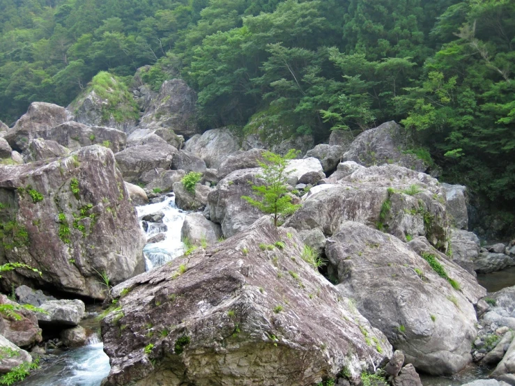 rocks and greenery grow on the side of a river