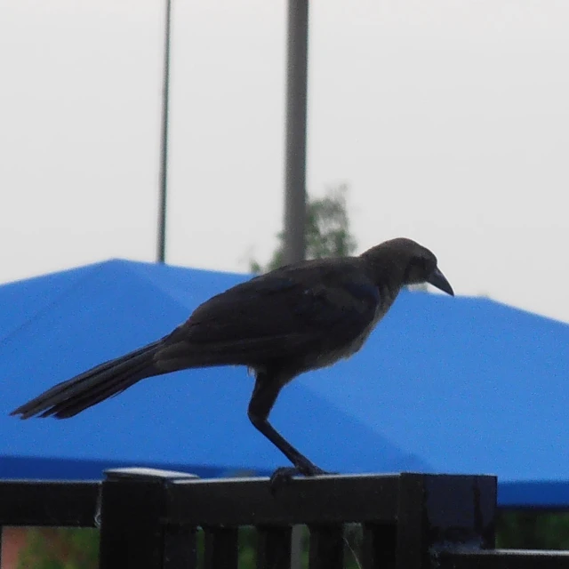 a bird perched on a wooden rail