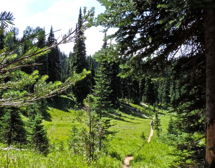 a green field that has some trees and some bushes