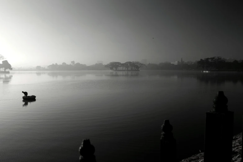 a lake on a foggy day with ducks swimming and a tree in the distance