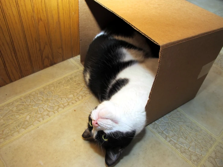 a cat that is standing inside of a cardboard box