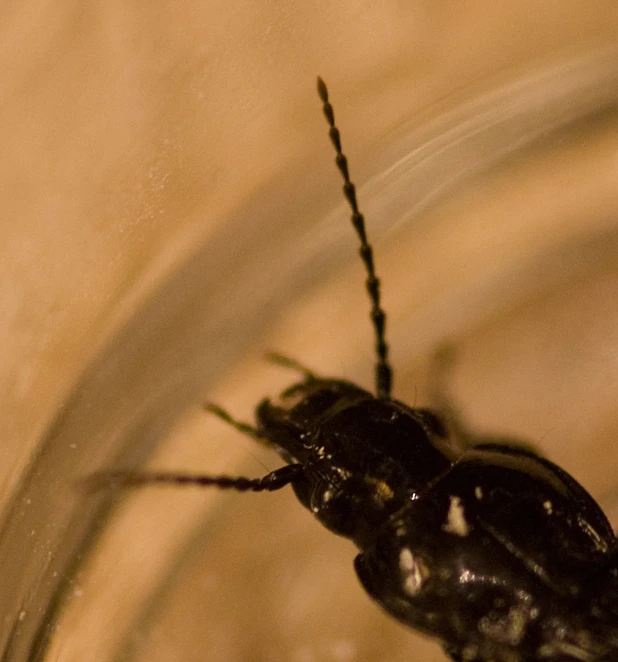 a black insect is inside of a glass