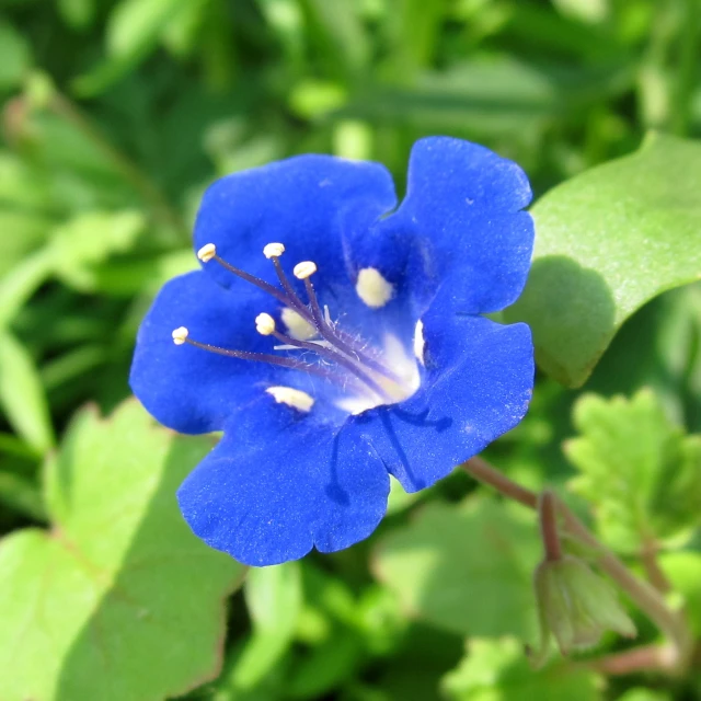 a blue flower surrounded by green leaves
