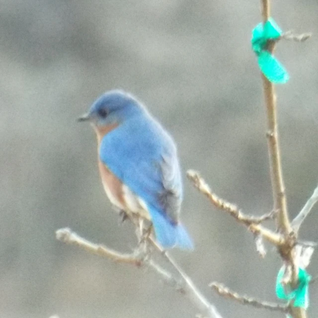 there is a blue bird on the small tree