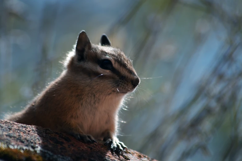 a small animal sitting in a tree looking over its shoulder