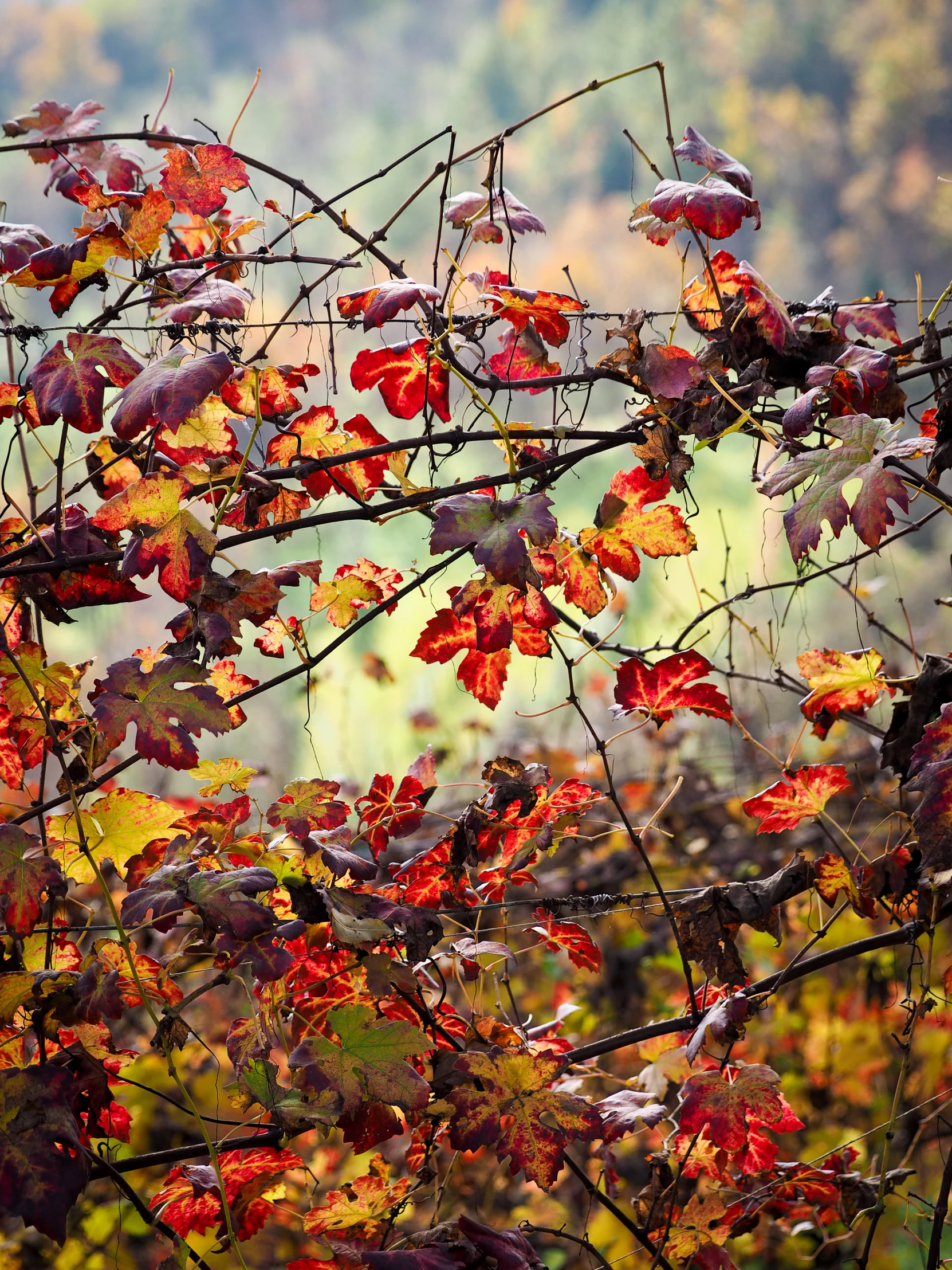 the leaves are on the nches of the tree