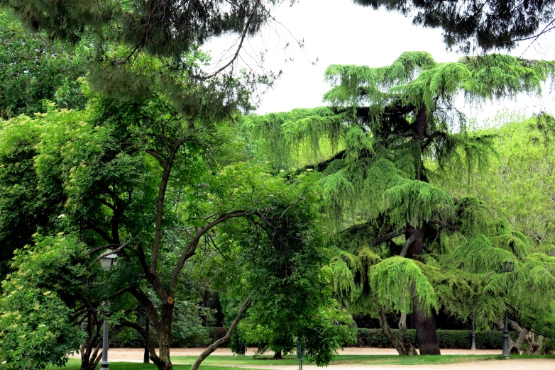 there is green trees and grass in the park