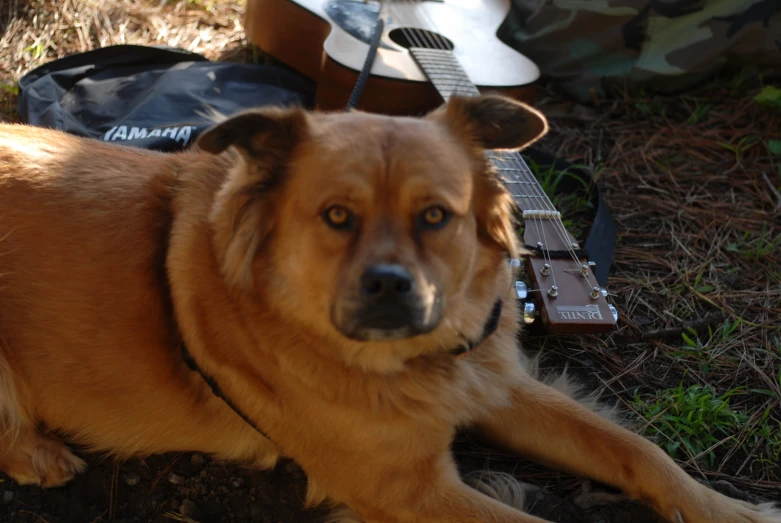 a dog laying down next to an acoustic guitar