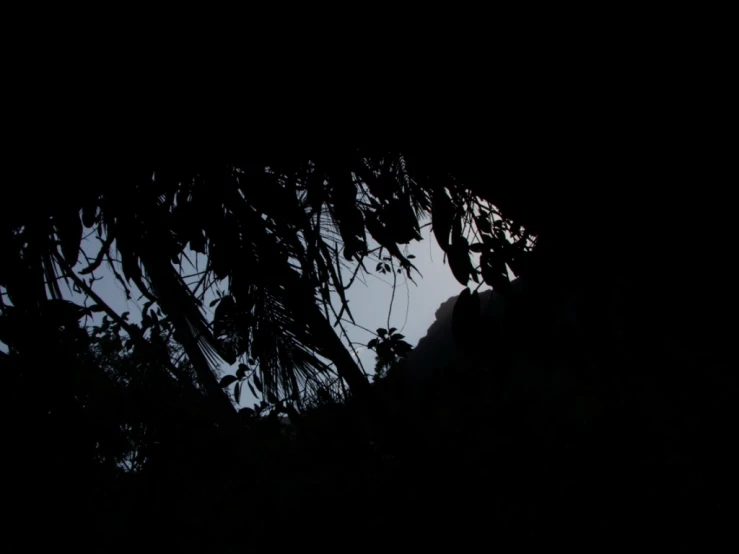 a tall palm tree with nches and nches, on a cloudy day