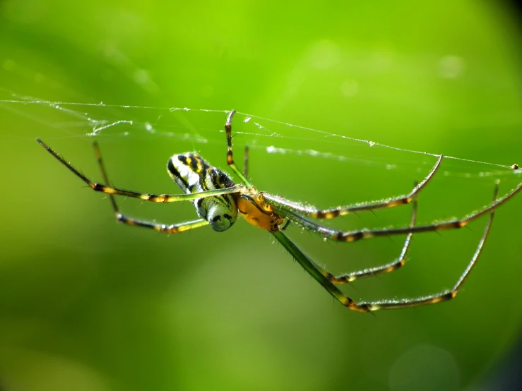 this is an image of the beautiful spider