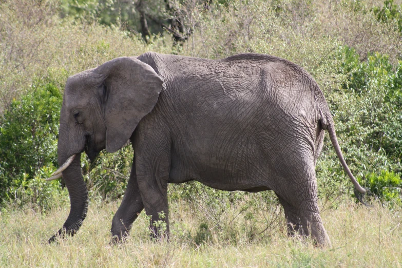 an elephant walks through the brush towards the tree line