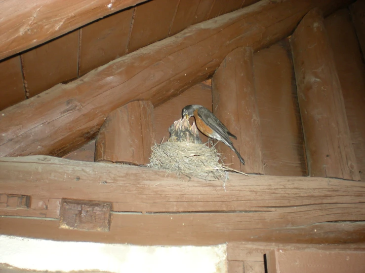 the small birds are nesting inside the large structure