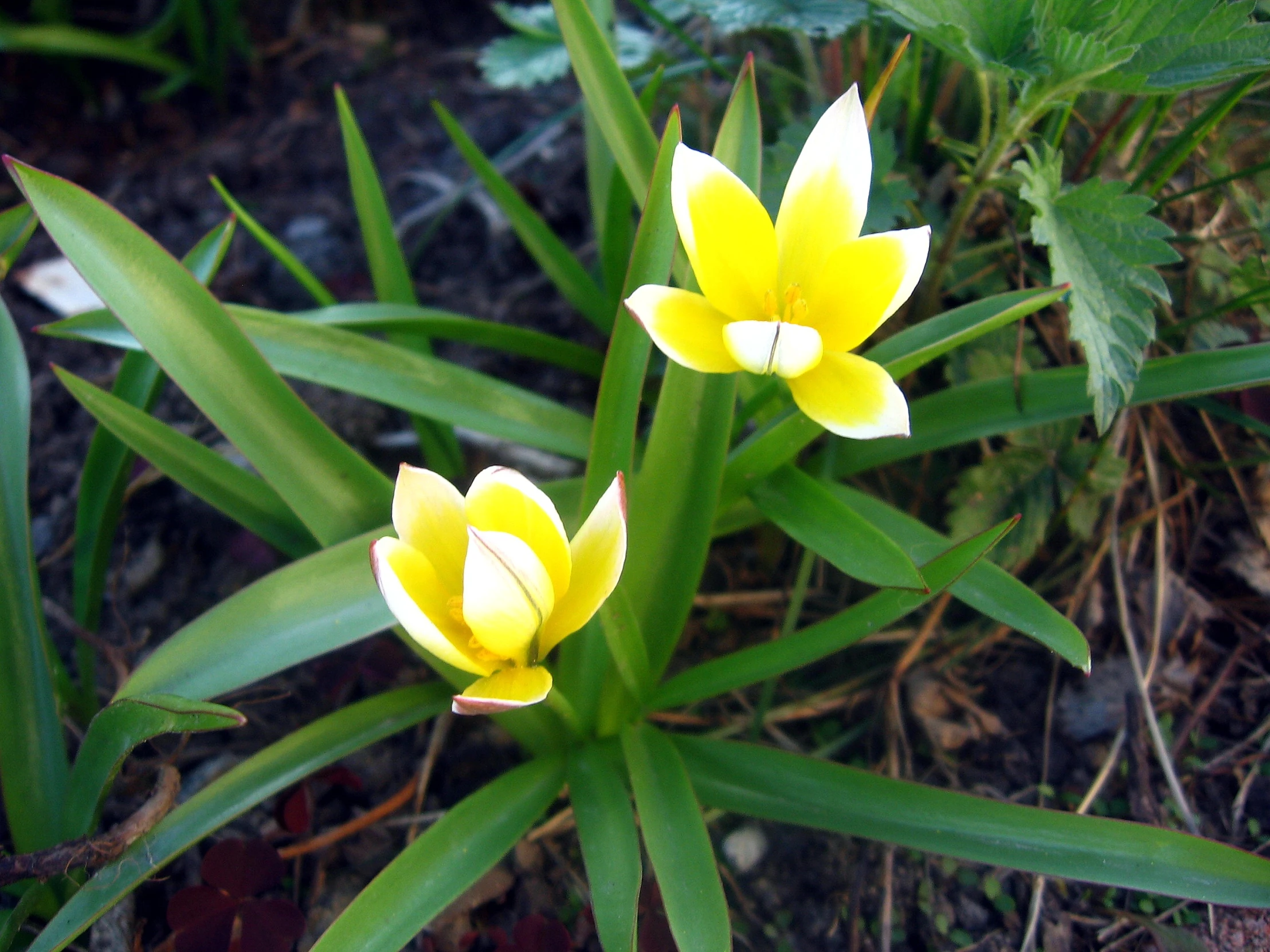 some yellow flowers in a green area and dirt