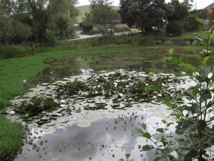 a pond of water has lily pads growing in it