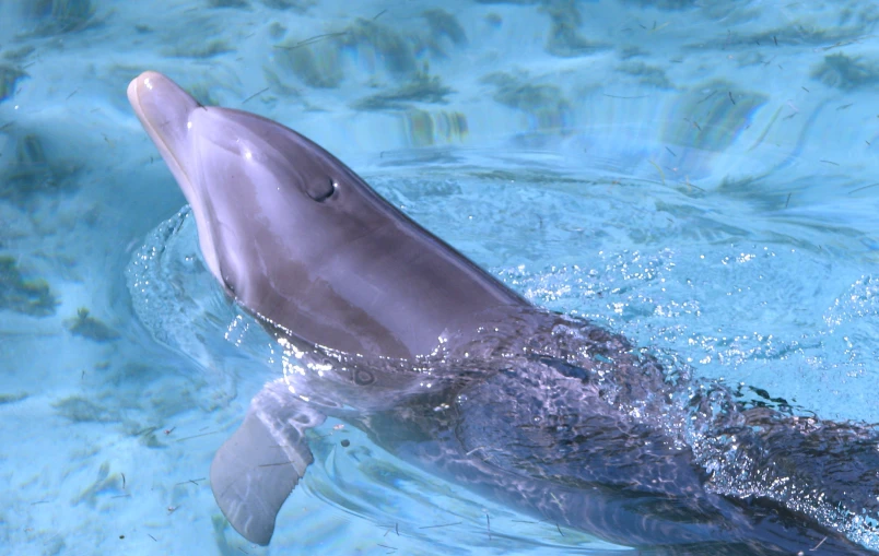 a close up of a dolphin swimming in water