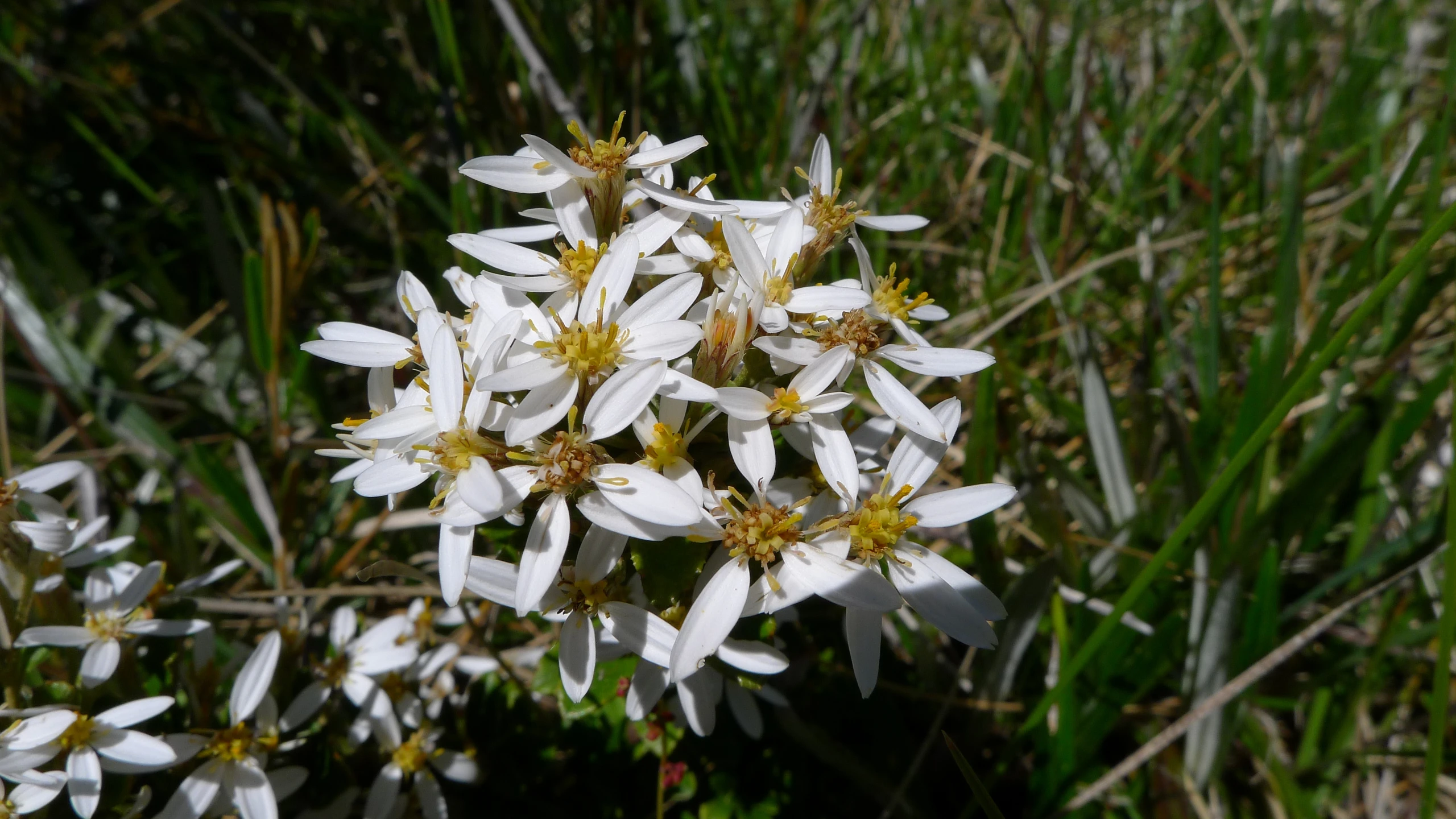 some white flowers with brown centers and yellow stipula