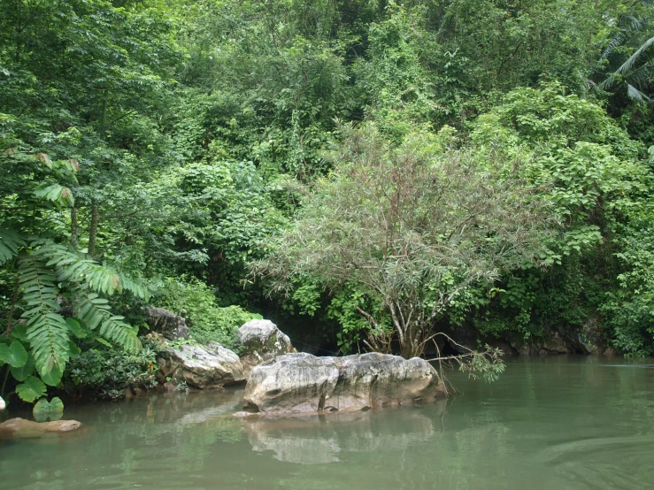 a small stream in a tropical jungle with rocks and trees