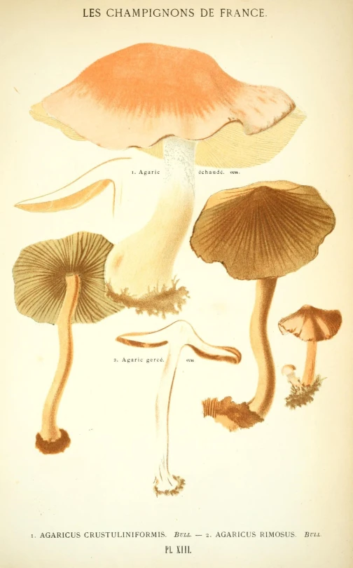 several different mushrooms and plant life, from a plate on nature