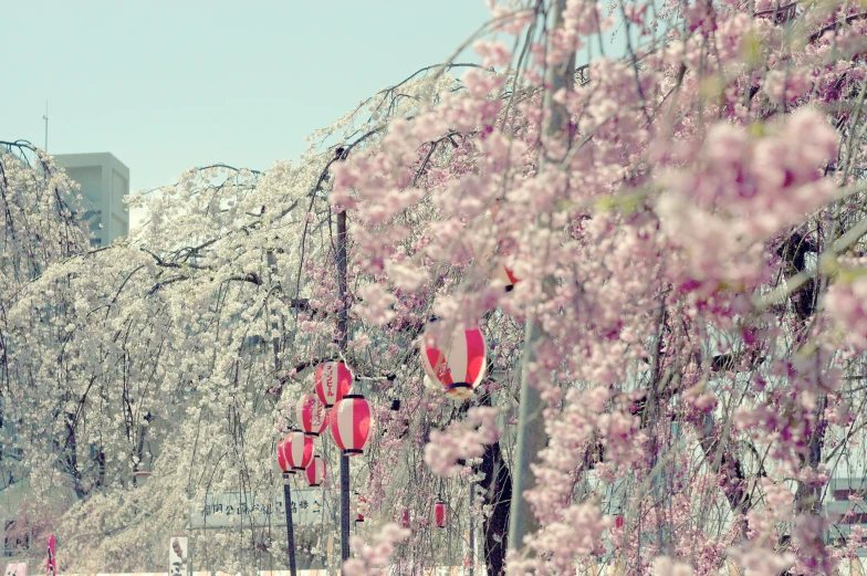 tree filled with lots of flowers and four red fire hydrants