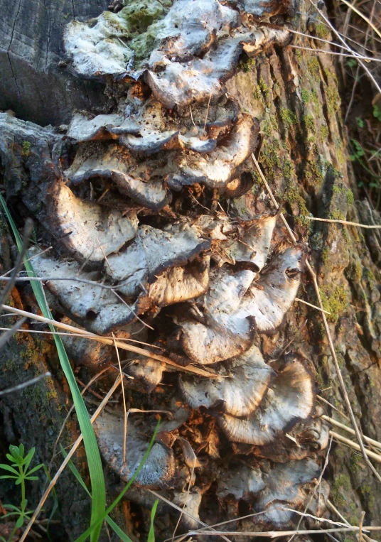 many different mushrooms growing on the side of a tree