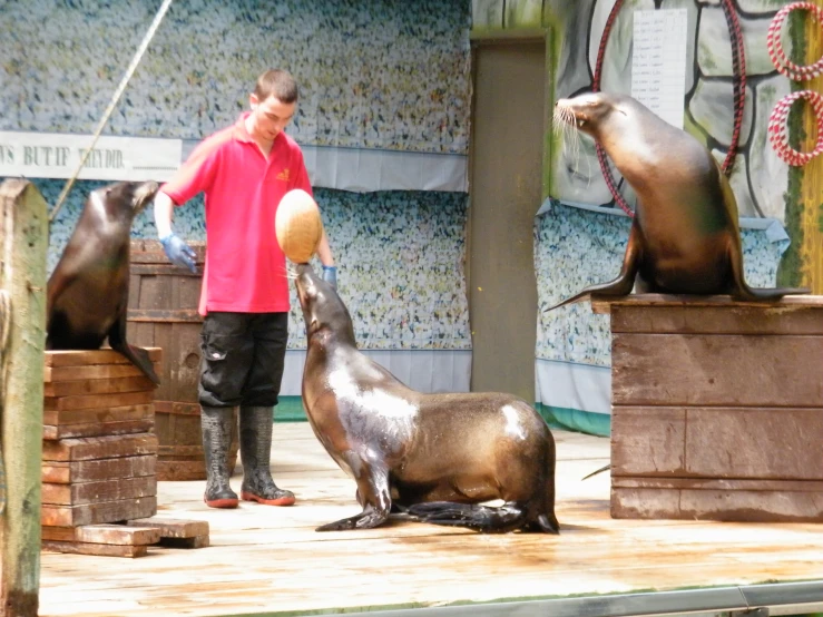 a person that is on a dock near some sea lions