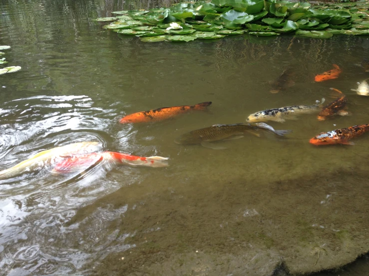 a group of fish in a pond surrounded by lily paddles