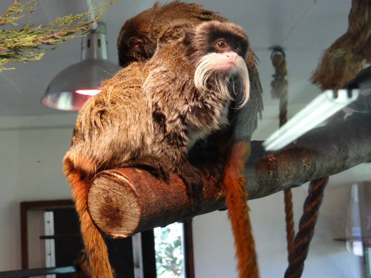 the stuffed monkey sits on a nch hanging
