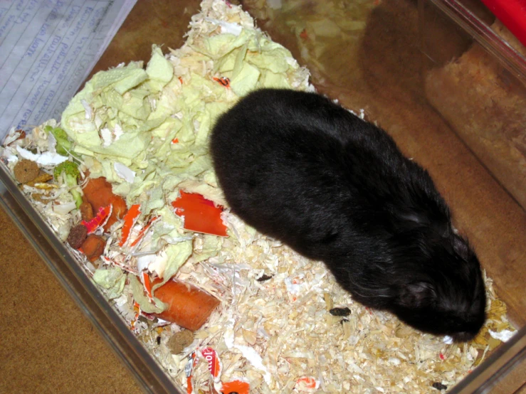 a black rat curled up in a food container