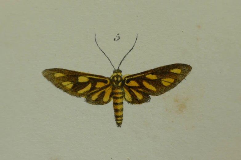 a po of a erfly in color on paper
