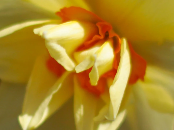 closeup po of the center of a flower